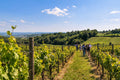 Guests walking through sunlit vineyards during a Montepulciano Tuscany winery experience