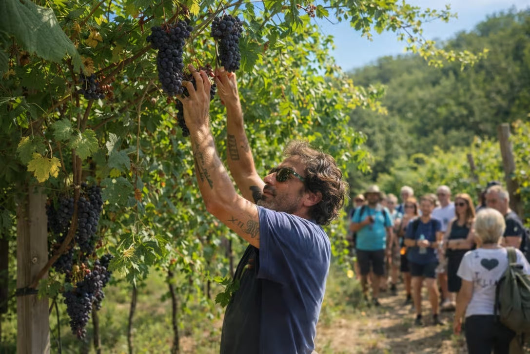 Winery host shows grape bunches on the vine during a Verona countryside winery visit
